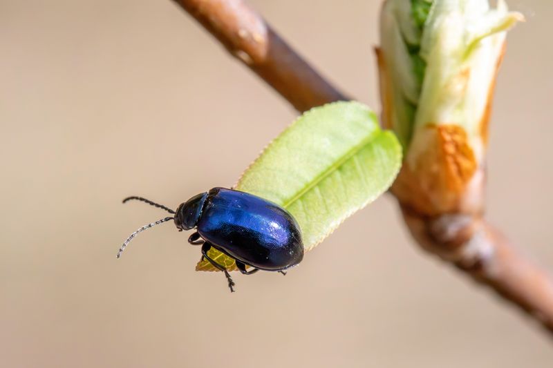 Hungry Pests Hitching A Ride Indoors Hungry Pests Hitching A Ride Indoors
