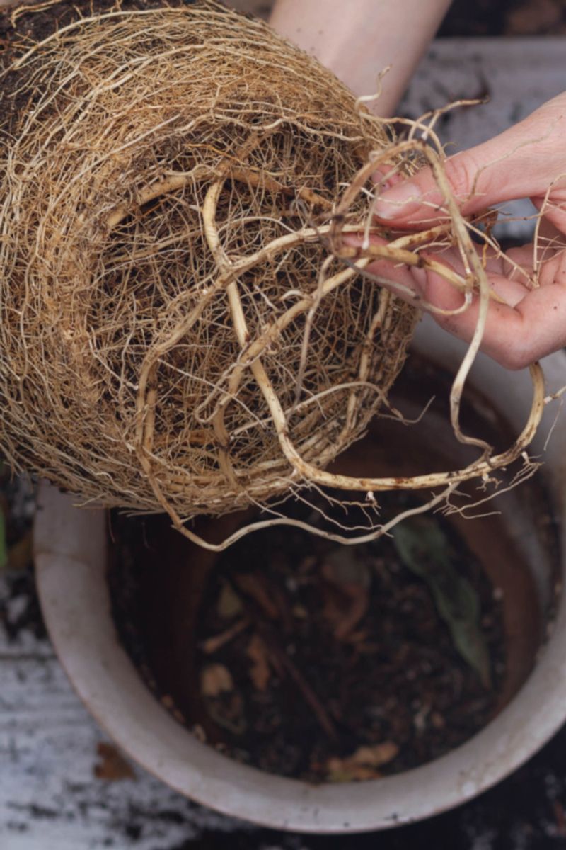 Hungry Roots Just Need Better Feeding Hungry Roots Just Need Better Feeding