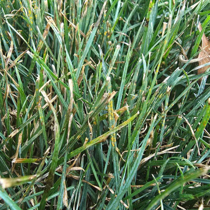 Hungry Turf, Slow Growth, And Thin Nitrogen