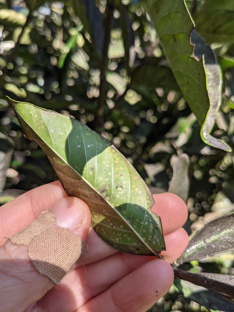 Hunt Down Pests Hiding On Gardenia Leaves