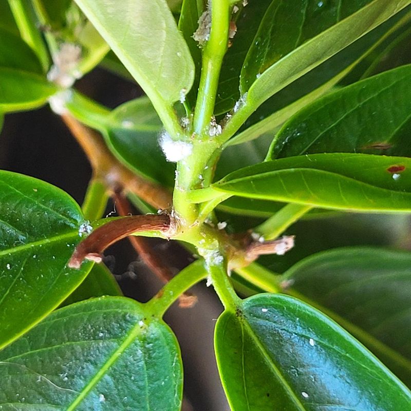 Hunt For Hidden Pests