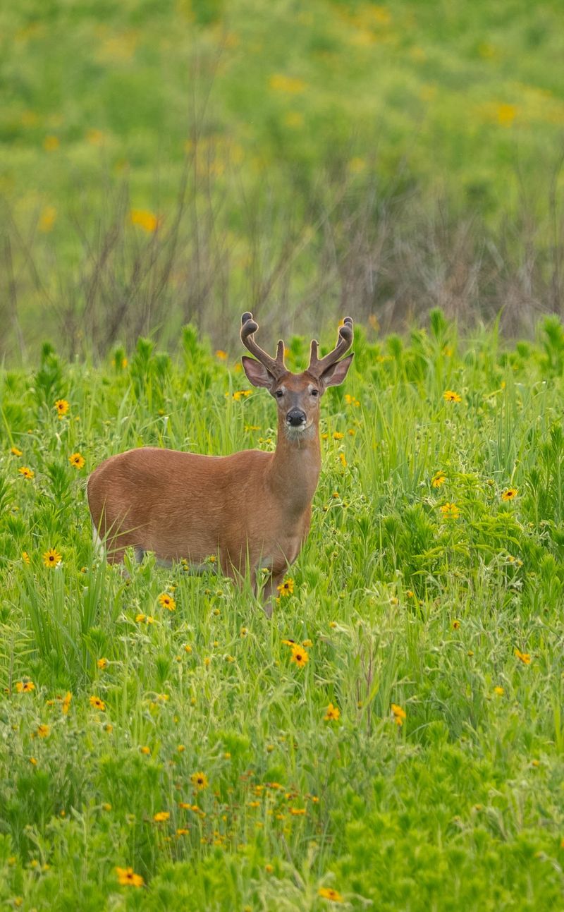 Hunting Pressure Pushes Deer Into Neighborhoods Hunting Pressure Pushes Deer Into Neighborhoods