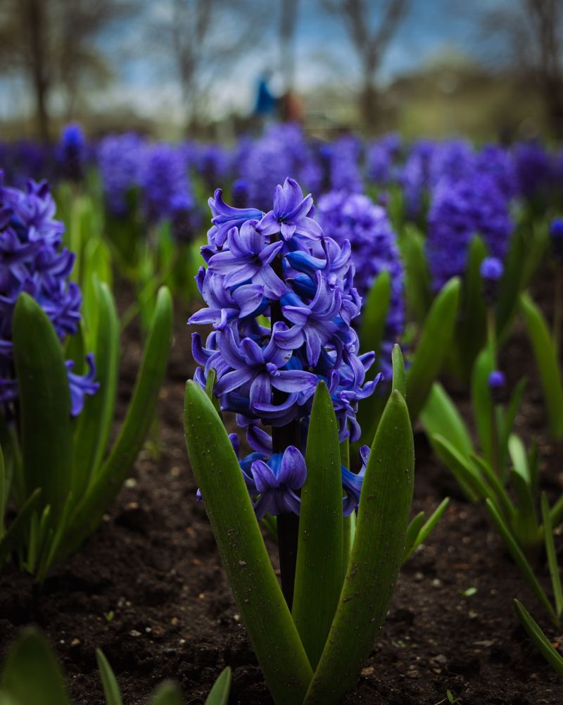 Hyacinths Hyacinths