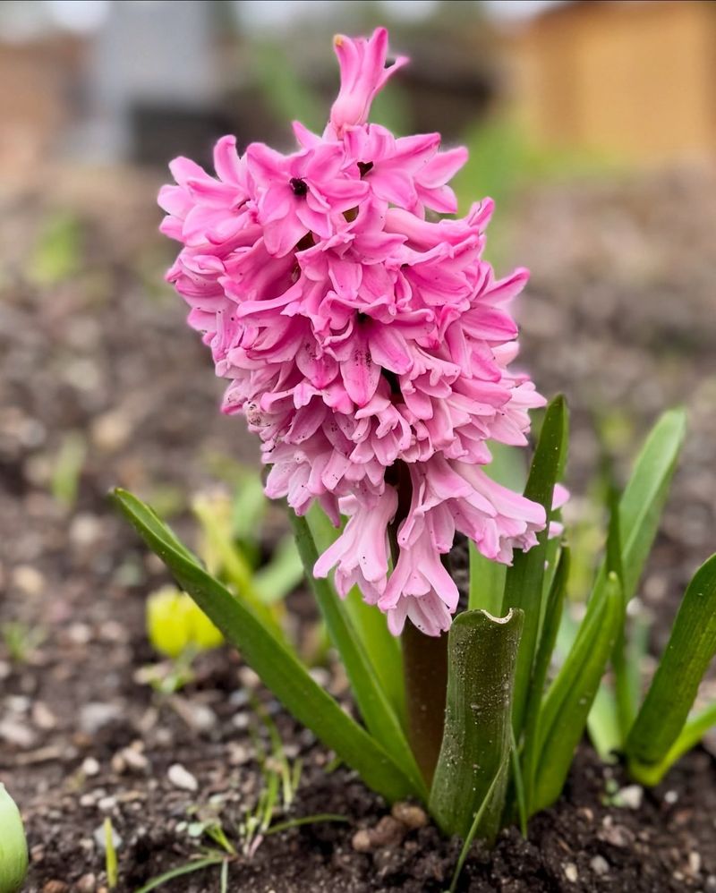 Hyacinths Benefit From Waiting Until Temperatures Begin To Drop