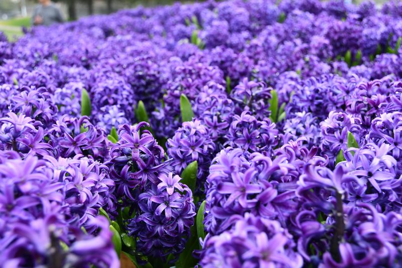 Hyacinths Fill Spring Gardens With Fragrance