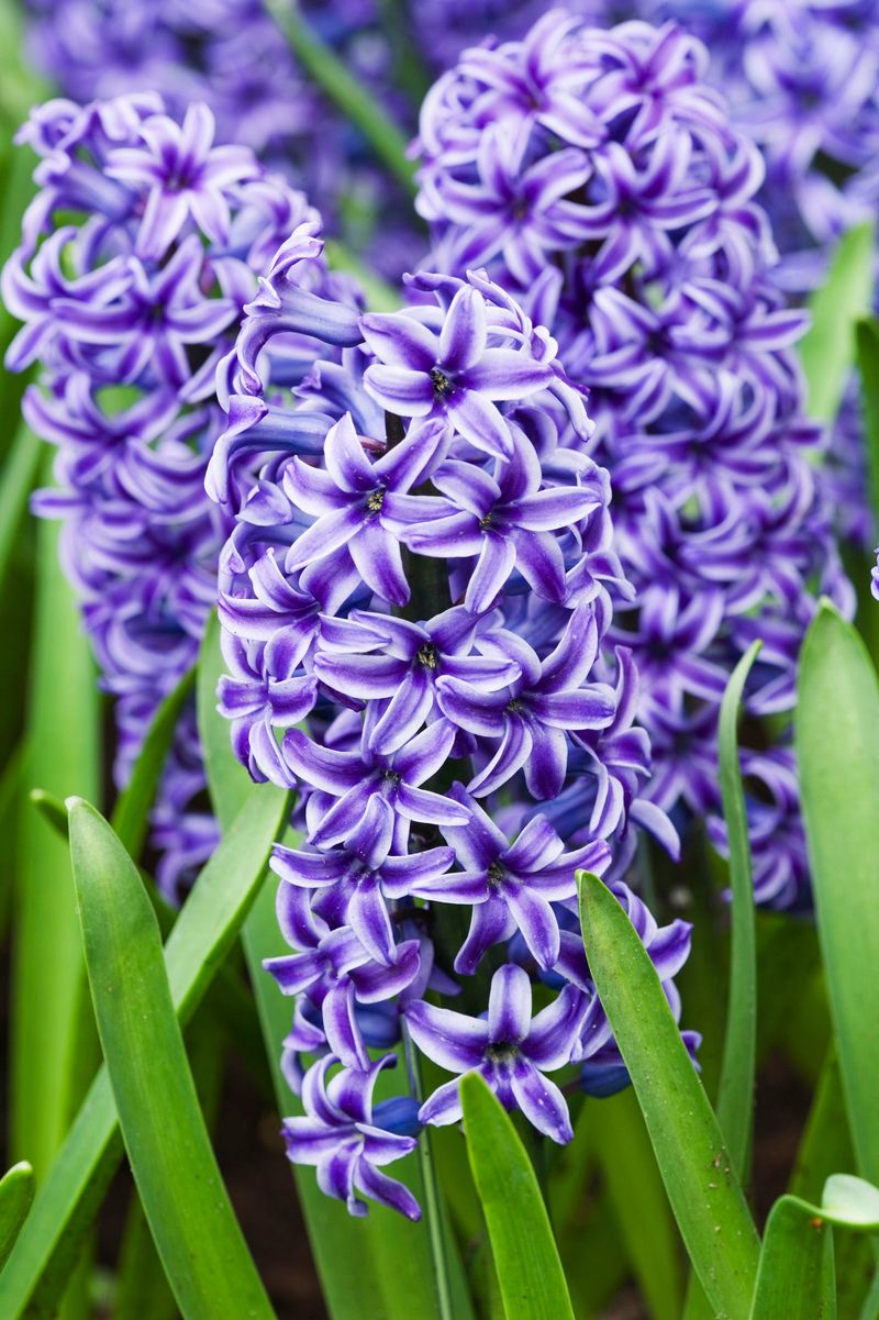 Hyacinths (Hyacinthus orientalis)