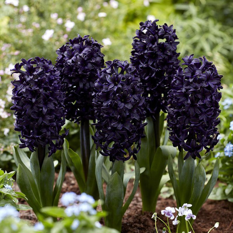 Hyacinths That Perfume Oregon Porches Hyacinths That Perfume Oregon Porches