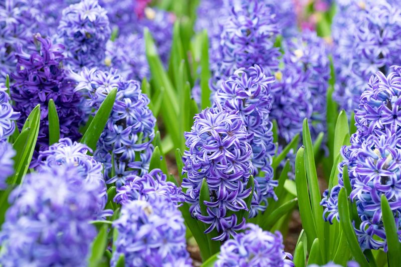 Hyacinths