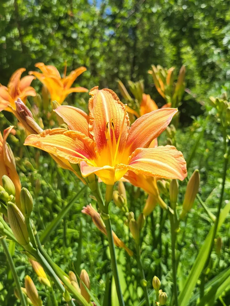 Hybrid Daylilies Thrive On Neglect