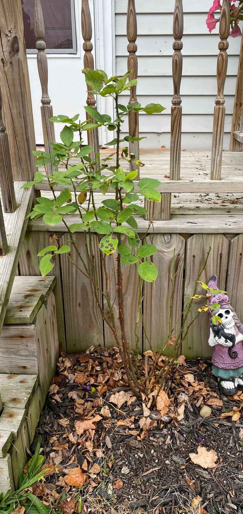 Hybrid Tea Roses Need A Careful Fall Cleanup Hybrid Tea Roses Need A Careful Fall Cleanup