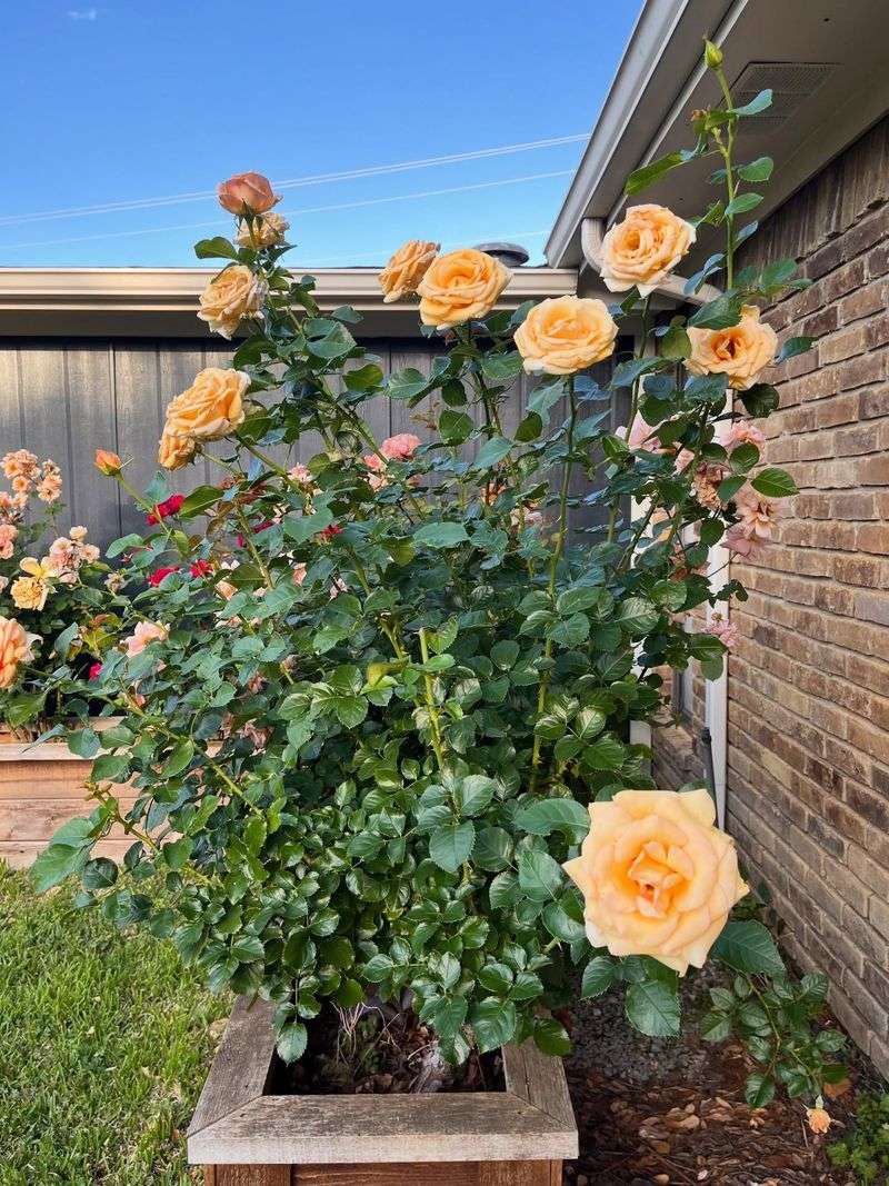 Hybrid Tea Roses Hybrid Tea Roses