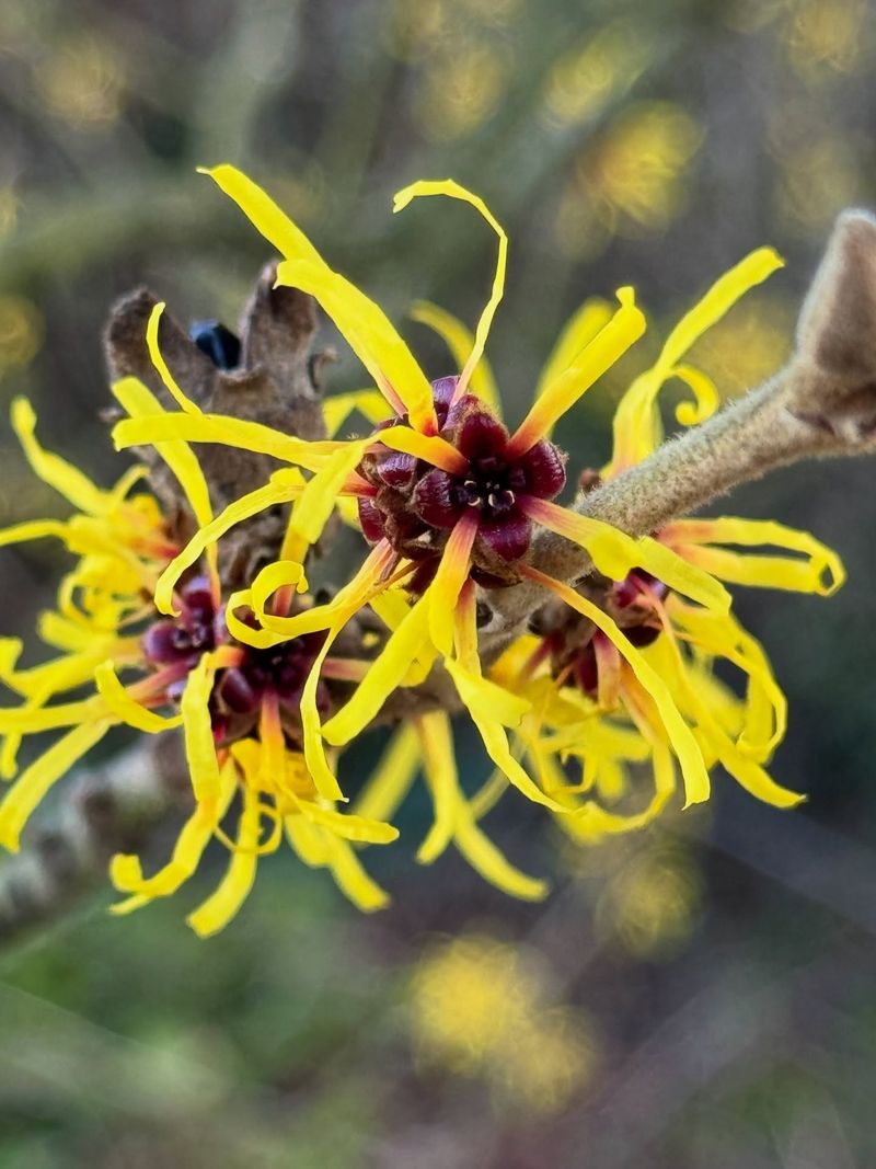 Hybrid Witch Hazels Bring Fragrant Flowers Into The Winter Garden Hybrid Witch Hazels Bring Fragrant Flowers Into The Winter Garden