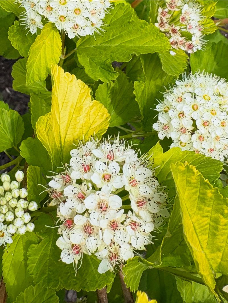 Hydrangea-Like Flower Clusters Hydrangea-Like Flower Clusters