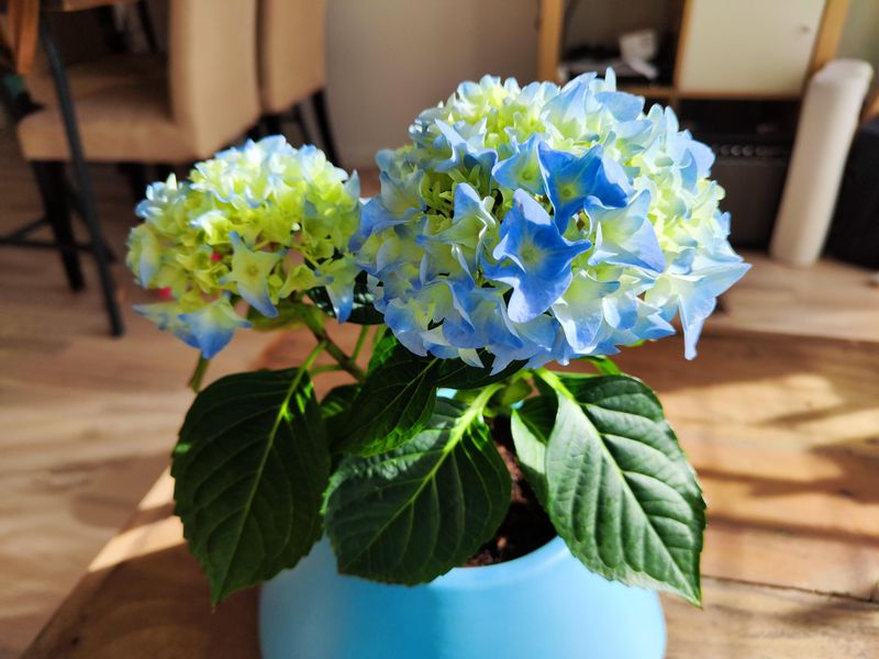 Hydrangea, Once Linked To Unmarried Daughters Hydrangea, Once Linked To Unmarried Daughters