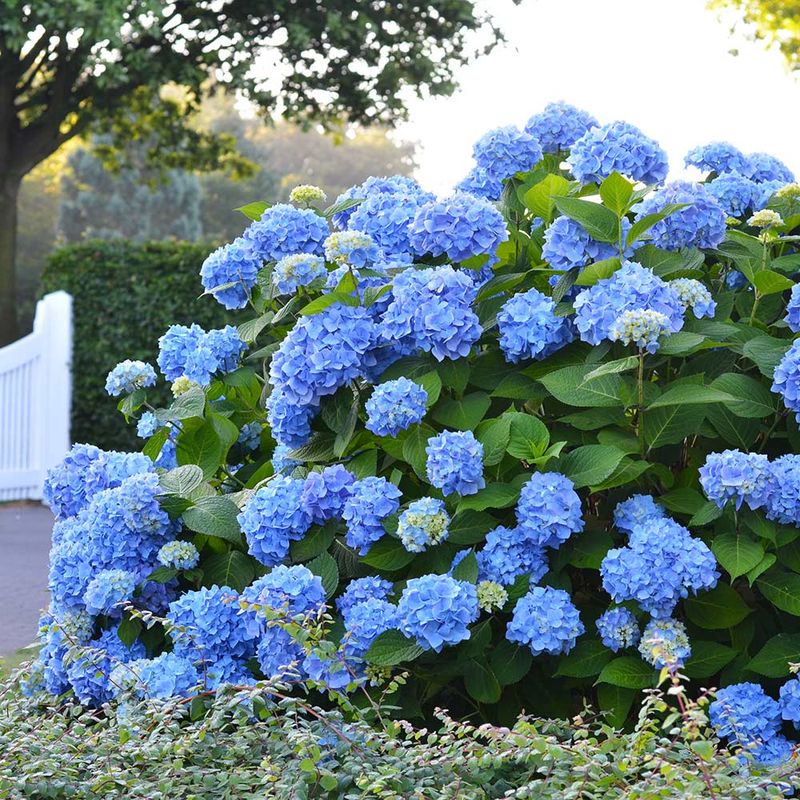 Hydrangea Hydrangea