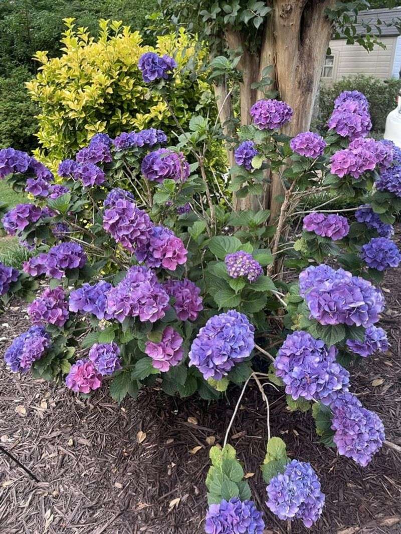 Hydrangeas Are Better Left Alone This Late