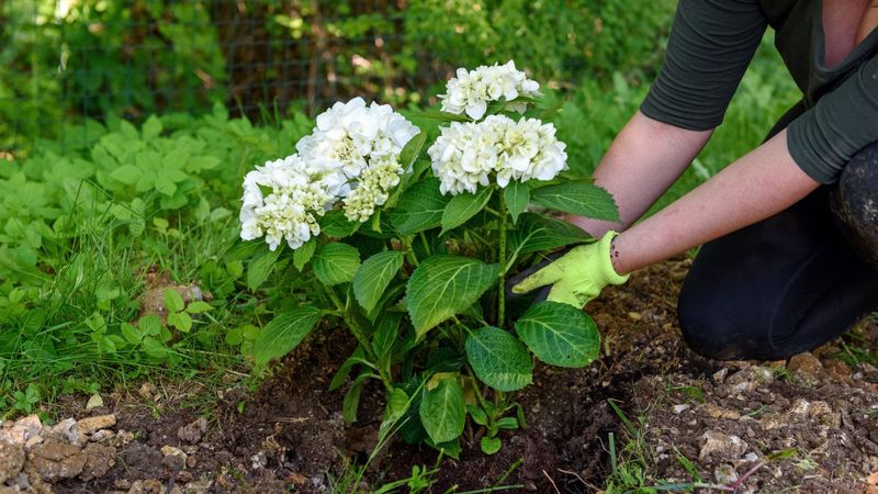 Hydrangeas Benefit From Extra Root Protection