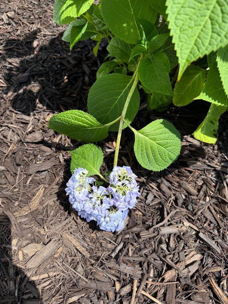 Hydrangeas Wilt First And Need Priority
