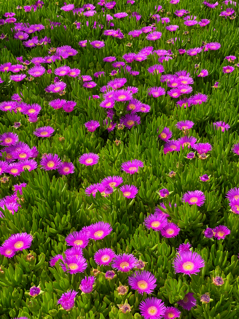 Ice Plant Carpets Hot Slopes With Color