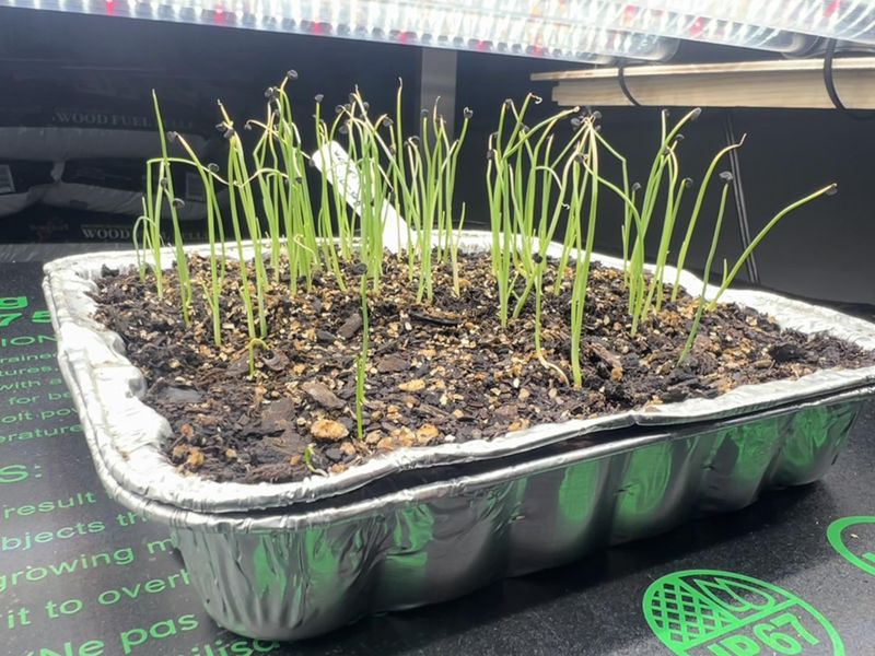 Ideal Planting Window For Each North Carolina Region