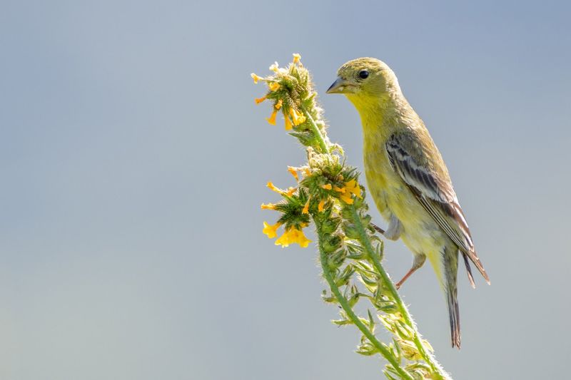 Identify Arizona Goldfinches Before You Explain Them