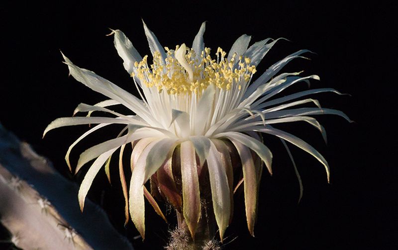 Identify Arizona’s native Queen of the Night