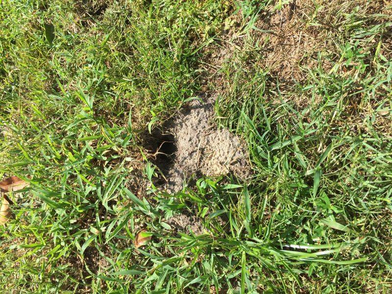 Identify Armadillo Holes From Their Shallow Lawn Searches Identify Armadillo Holes From Their Shallow Lawn Searches