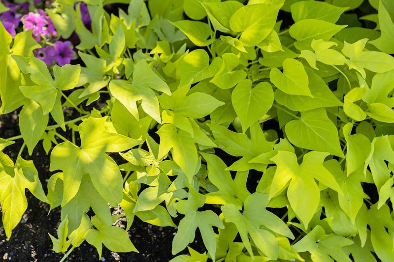 Identify Normal Late Season Changes Identify Normal Late Season Changes