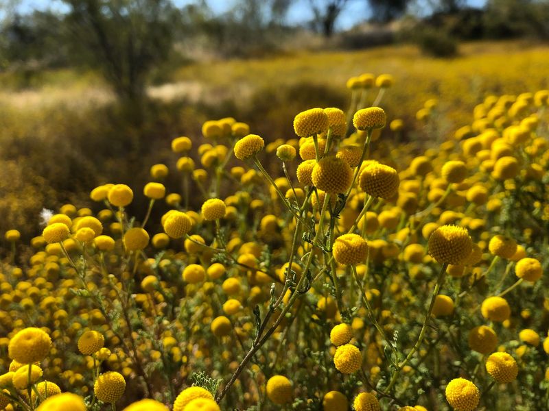 Identify Stinknet Before You Preserve a Yellow-Flowered Volunteer