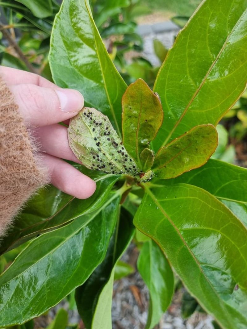 Identify The Pest Before Treating Identify The Pest Before Treating