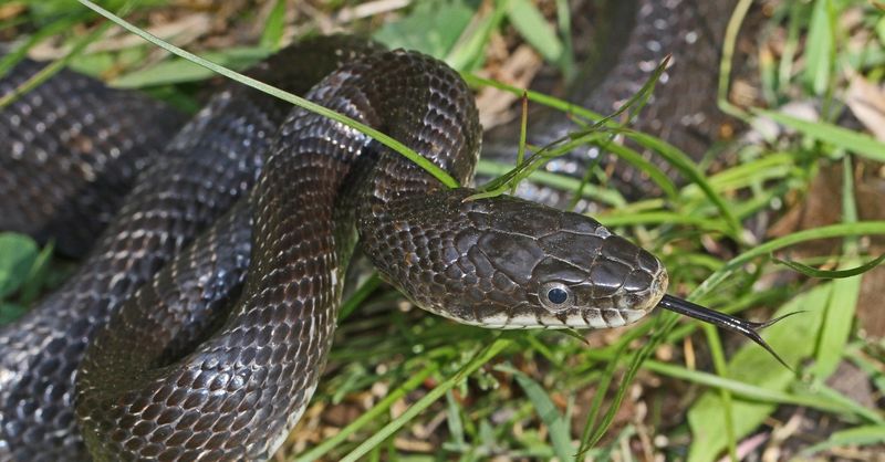 Identify The Snake From A Safe Distance Before Taking Action