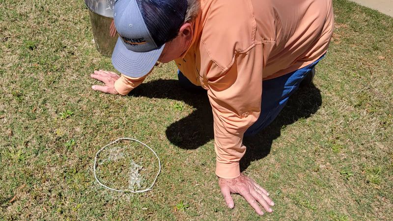 Identify The Underground Pest Before Reaching For A Treatment