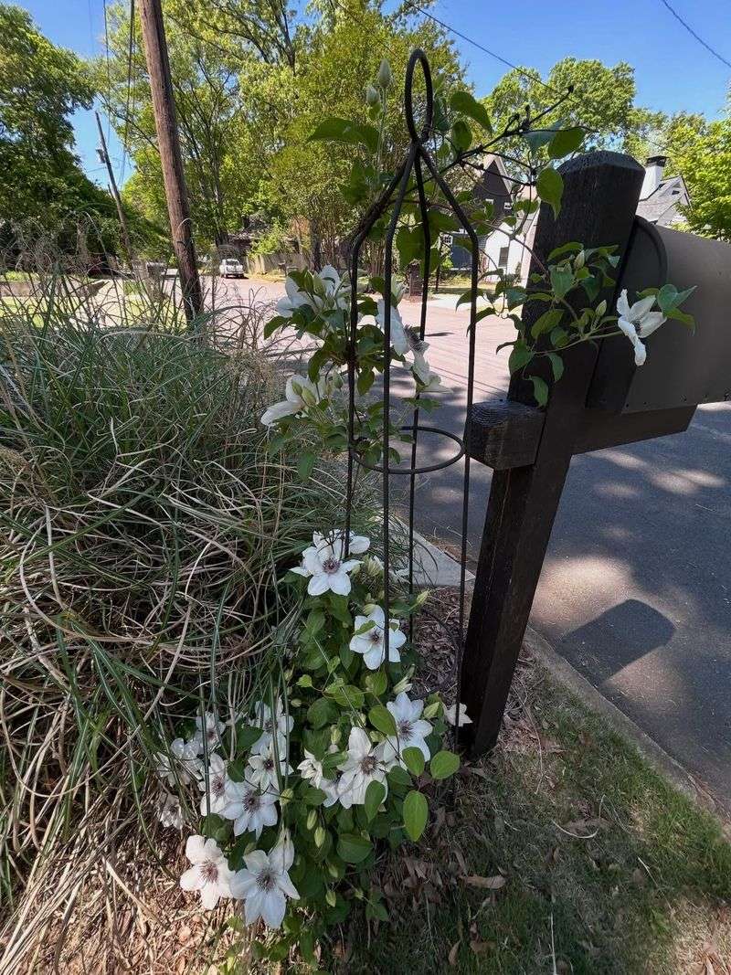 Identify Your Clematis Pruning Group