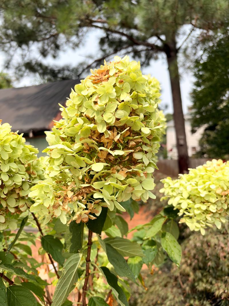 Identify Your Hydrangea Before Making Any Pruning Moves