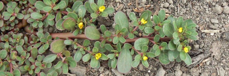 Identify common purslane before you harvest anything Identify common purslane before you harvest anything