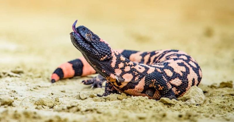 Identify the Arizona Animal Before You Interpret It Identify the Arizona Animal Before You Interpret It