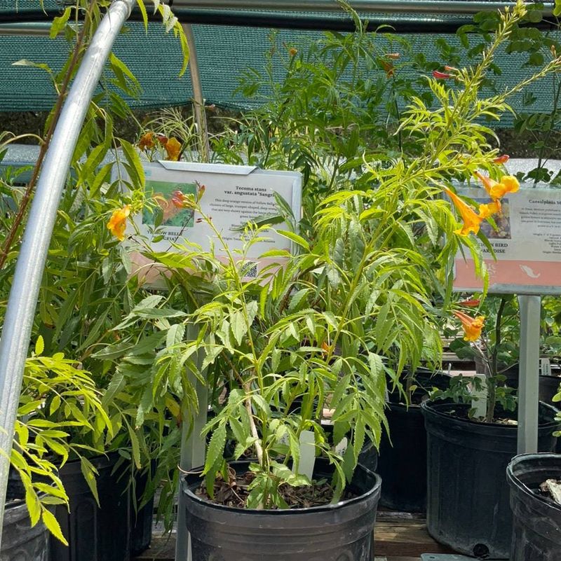 Identify the form before you buy the plant Identify the form before you buy the plant