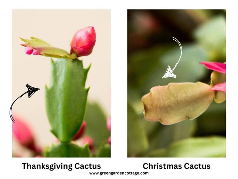 Identify the holiday cactus before setting a bloom date