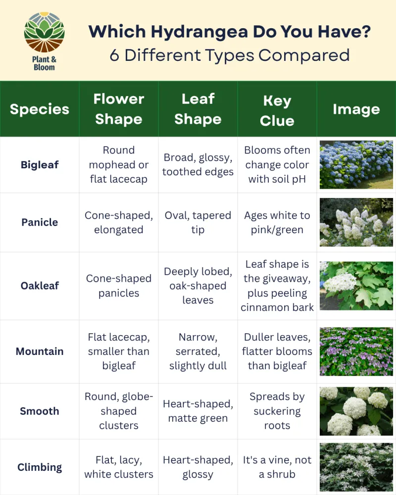 Identify the hydrangea before choosing a pruning schedule