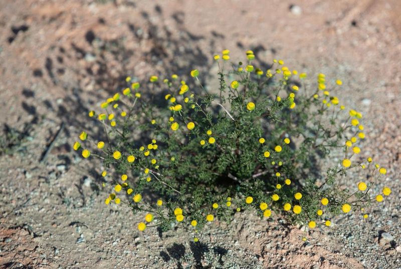 Identify the weed before you pull it