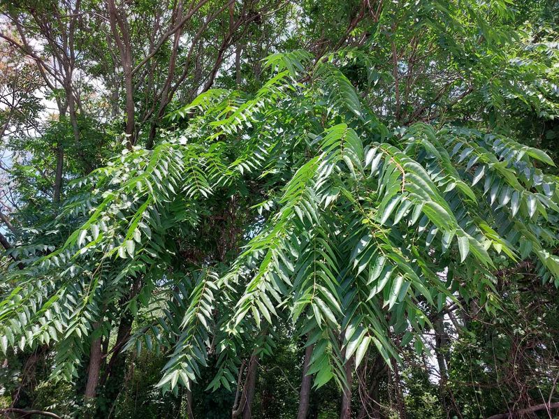 Identify the whole plant before you remove it Identify the whole plant before you remove it
