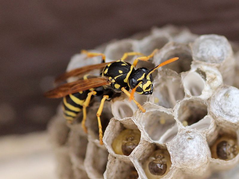 Identify which wasp is using the porch