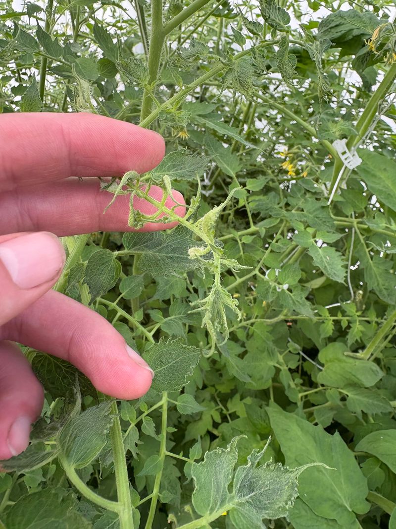 If You're Unsure, A Pea Or Bean Test Can Help Flag Contamination If You're Unsure, A Pea Or Bean Test Can Help Flag Contamination