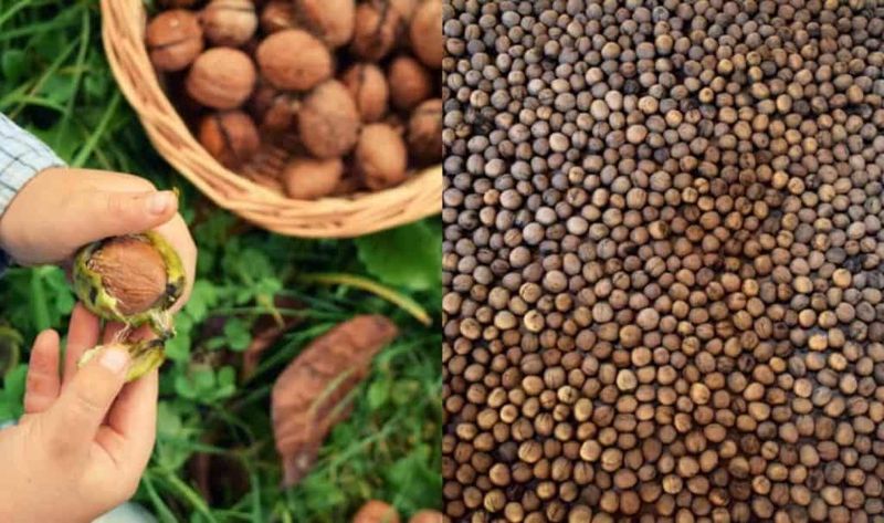 If you have permission, gather and dry walnuts promptly