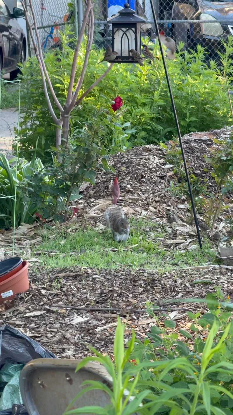 Ignoring Compost Access Gives Squirrels More Options