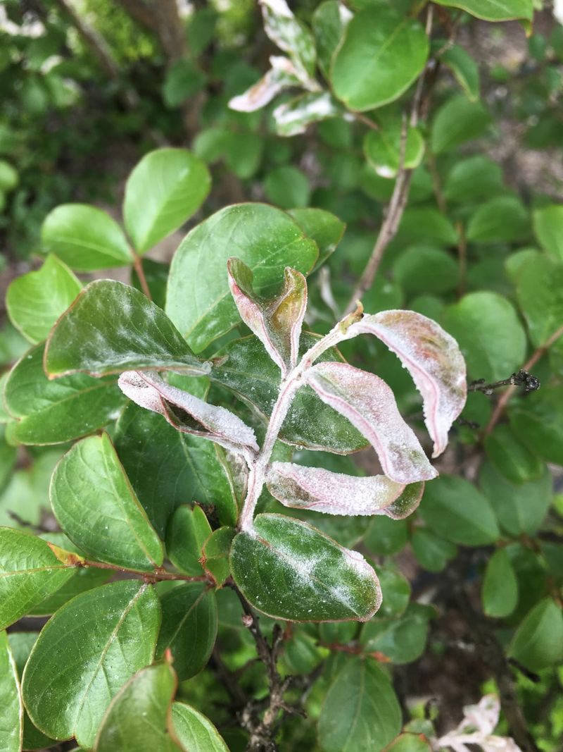 Ignoring Powdery Mildew On Leaves And Branches Ignoring Powdery Mildew On Leaves And Branches