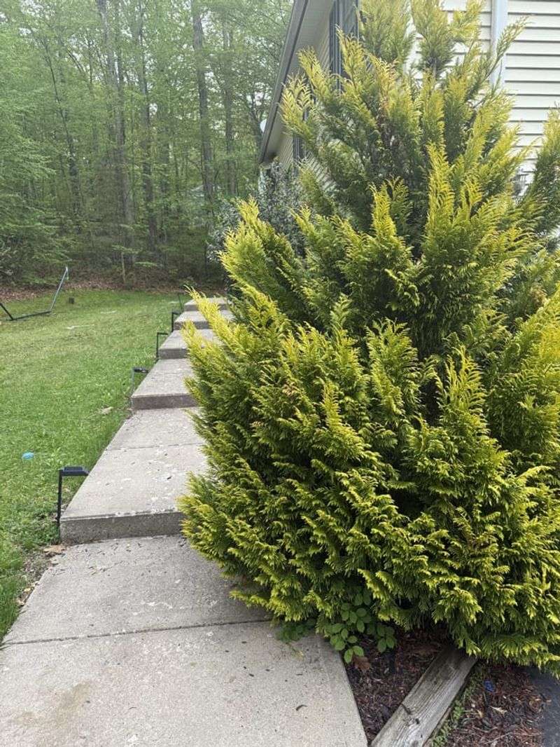 Ignoring The Plant's Mature Size Ignoring The Plant's Mature Size
