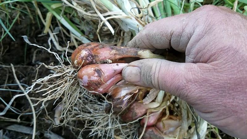 I'itoi Onion I'itoi Onion