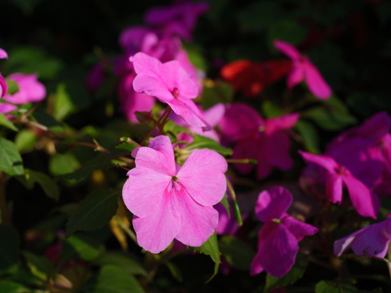 Impatiens Brightening The Shady Spots