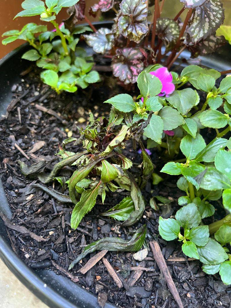 Impatiens Rarely Justify The Extra Work